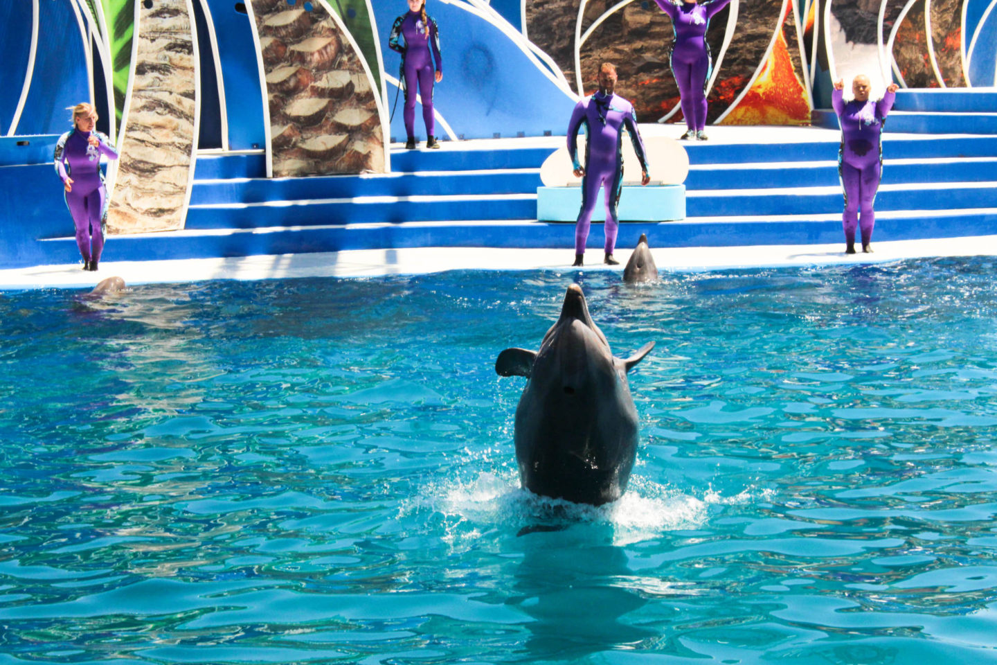 What you must sea and do while at Sea World San Diego for the day!