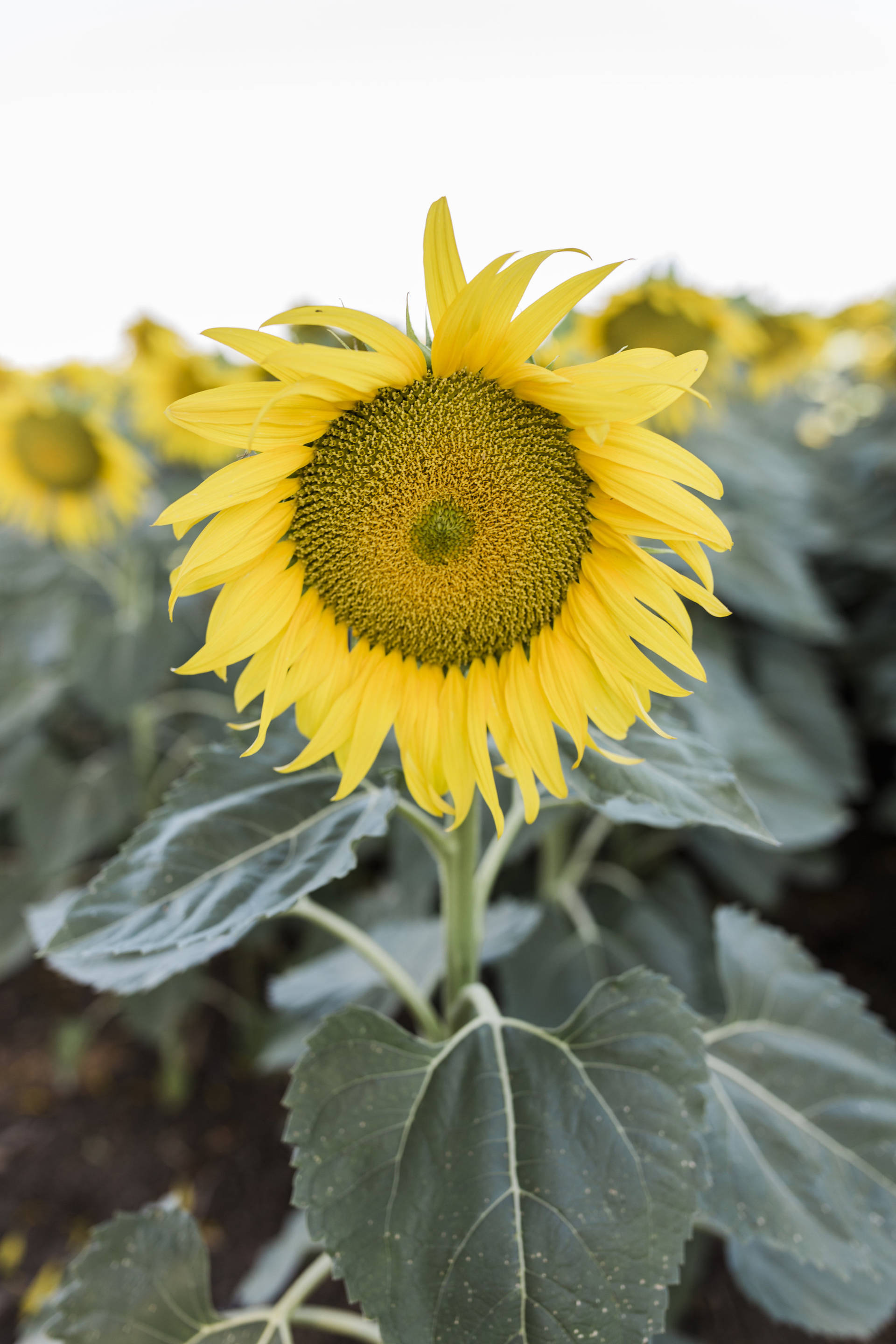 Ruthie Ridley Blog: Sunflower Fields In Winters California