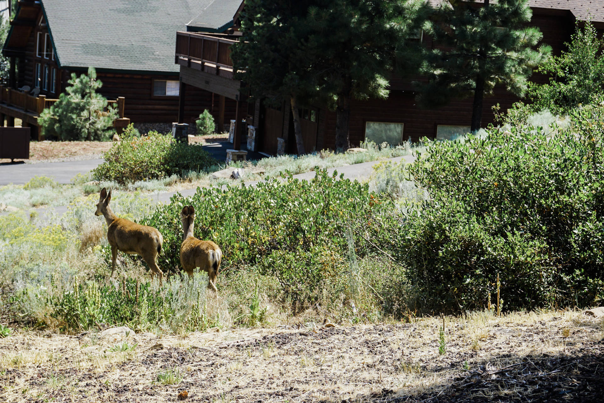 Weekend Getaway To Truckee CA With VRBO: we decided to getaway for one last hurrah before the kids head back to school in a few weeks! VRBO was the perfect option for us! We had the best time and the process to book was simple and easy! Not to mention, they are available to help 24/7.