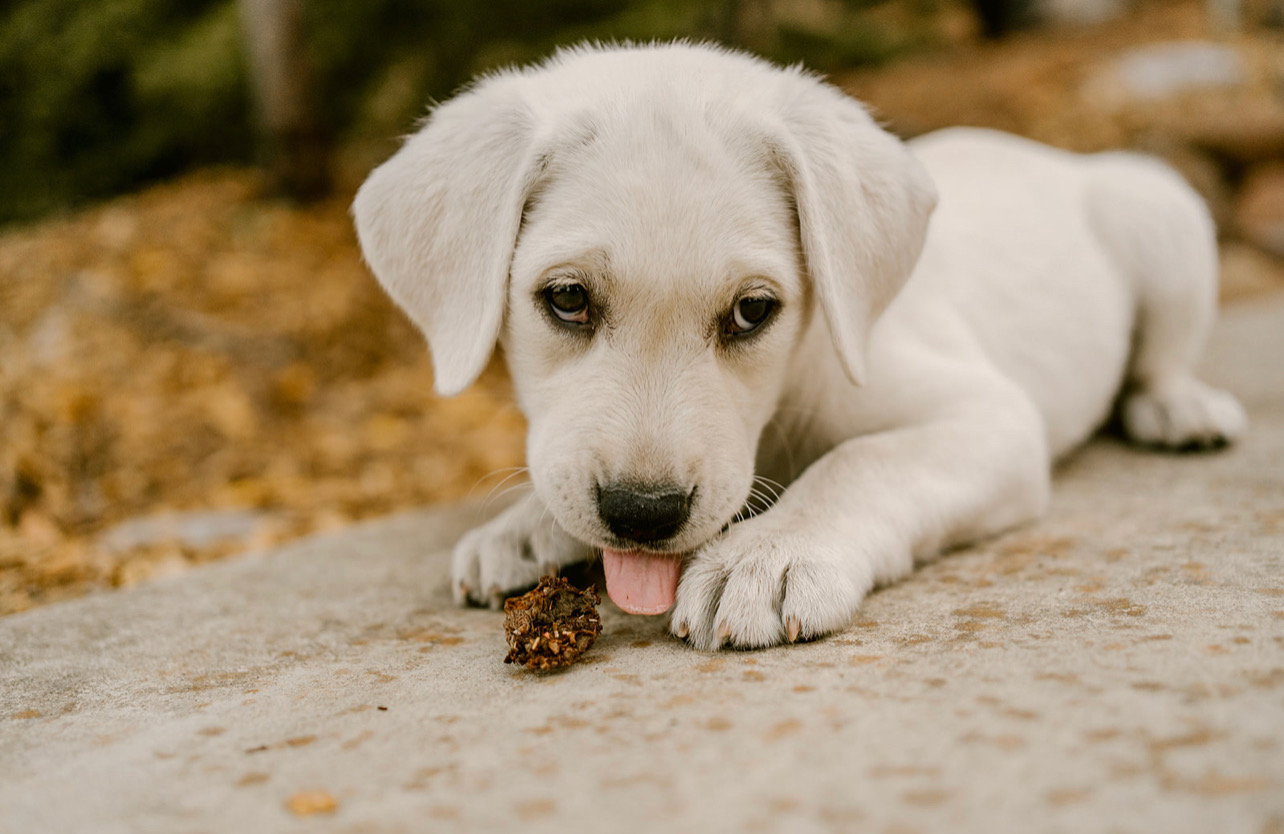 Ruthie Ridley Blog We Got A New Puppy!